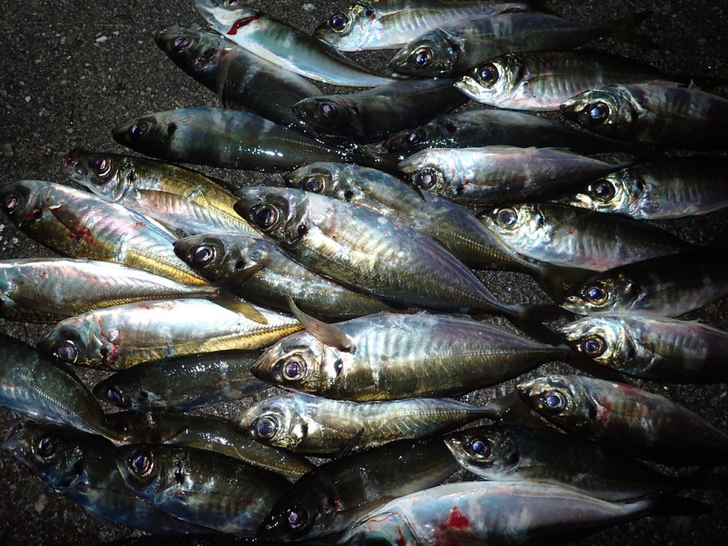 強風だから釣れる アジングの鯵釣速報