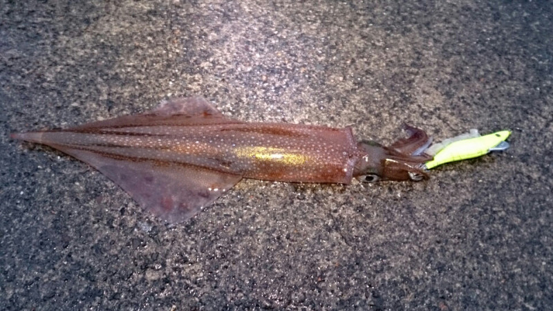 若狭湾ヤリイカ開幕 キーストンの餌巻きエギに助けられました アオリイカエギングの烏賊速報