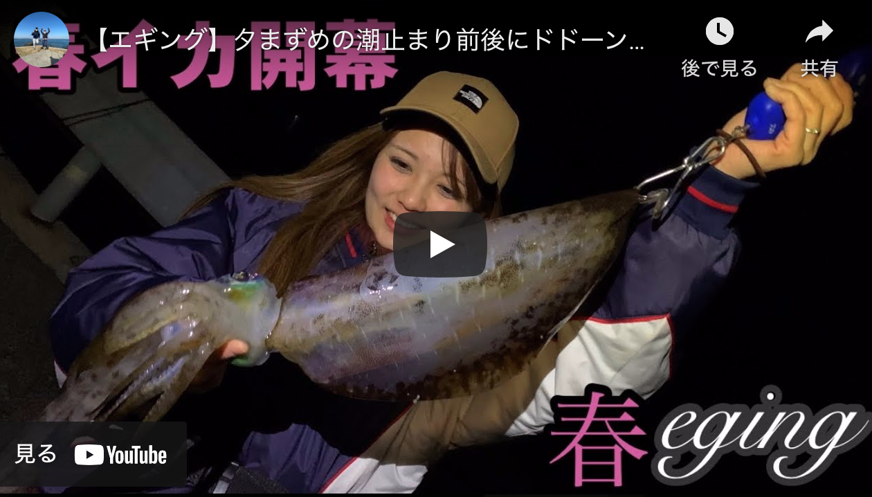 エギング 夕まずめの潮止まり前後にドドーン 愛媛県宇和島市 アオリイカエギングの烏賊速報