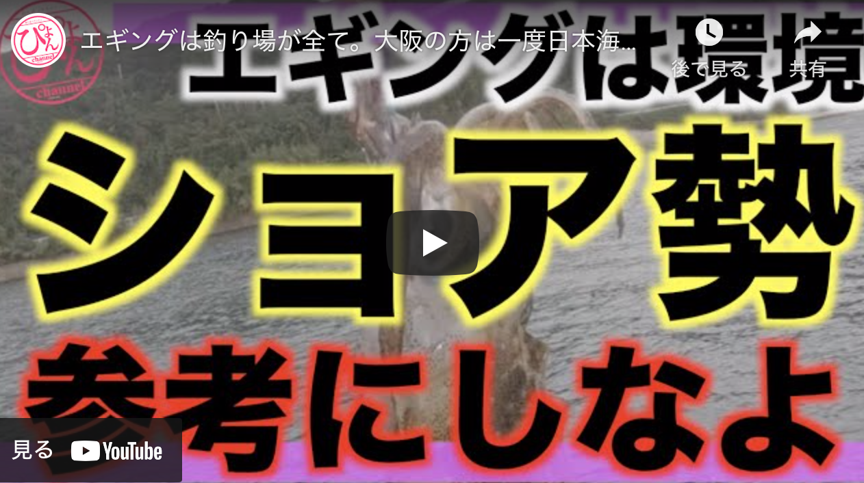 エギングは釣り場が全て 大阪の方は一度日本海へ アオリイカエギングの烏賊速報