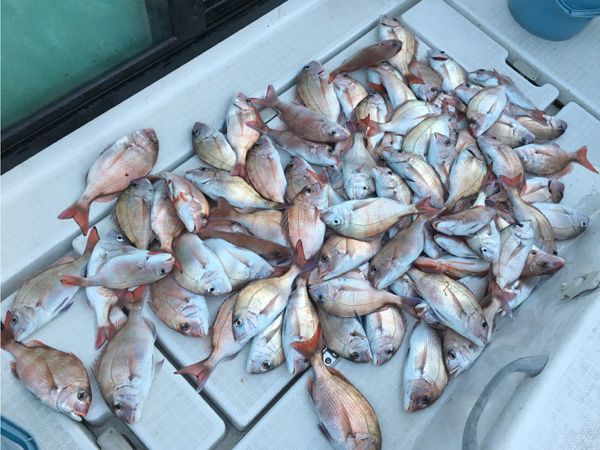 一生分の鯛を釣った 明石海峡真鯛100匹釣り シーバス釣り ソルトルアーフィッシングの爆釣速報