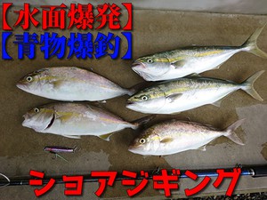 青物爆釣 キター 青物５連発 ショアから青物を釣りまくる シーバス釣り ソルトルアーフィッシングの爆釣速報