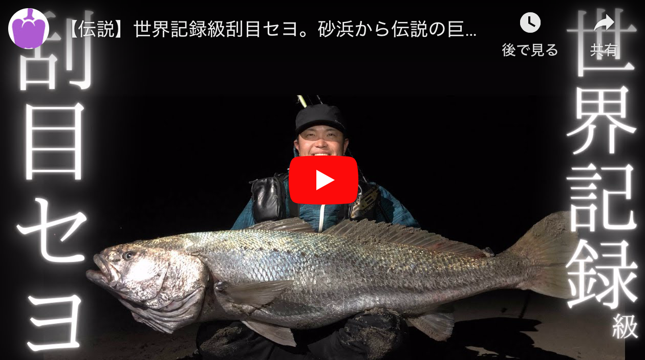 伝説 世界記録級刮目セヨ 砂浜から伝説の巨大魚が釣れた 怪魚オオニベ シーバス釣り ソルトルアーフィッシングの爆釣速報