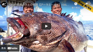 フロリダの巨大ハタ シーバス釣り ソルトルアーフィッシングの爆釣速報